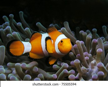 Anemonefish, clownfish, nemo