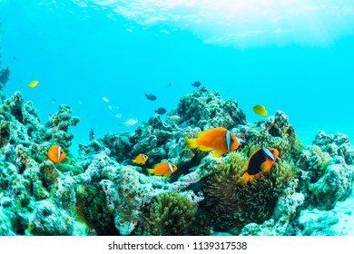 Anemonefish and coral - Shutterstock ID 1139317538
