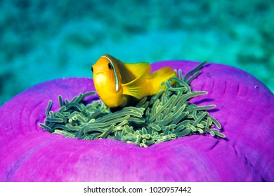 Anemonefish, Indian Ocean