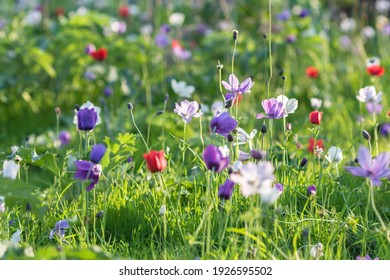 Champs De Fleurs Images Stock Photos Vectors Shutterstock