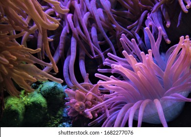 Anemones And Coral At The National Marine Aquarium In Plymouth