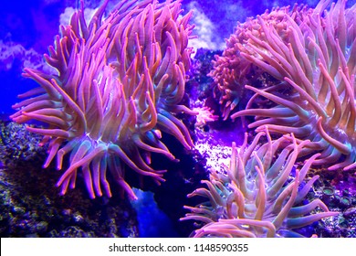 anemones coral reef underwater closeup