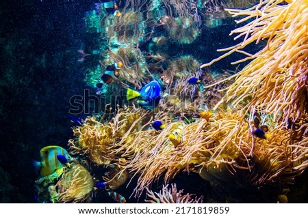 Anemones and fish from Finding Nemo