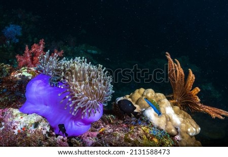 Anemones are polyps that attach themselves to rocks on the sea bottom or on coral reefs. The pretty tube like petals often seen swaying about with anemone fish (like the clown fish) darting through.