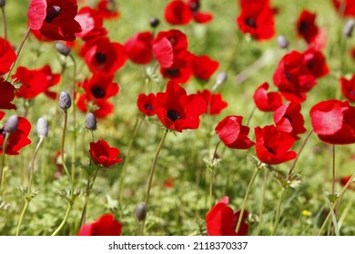 Anemones israel Images, Stock Photos & Vectors | Shutterstock