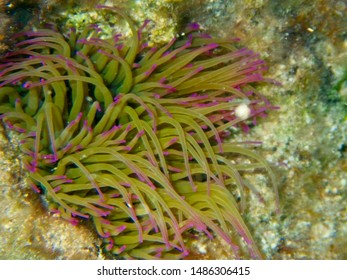 Anemonia Viridis Or Snakelocks Anemone