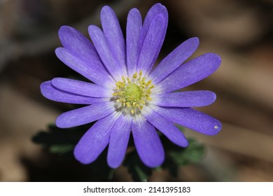 Anemonoides blanda, syn. Anemone blanda, the Balkan anemone, Grecian windflower, or winter windflower, is a species of flowering plant in the family Ranunculaceae. The species is native to southeas