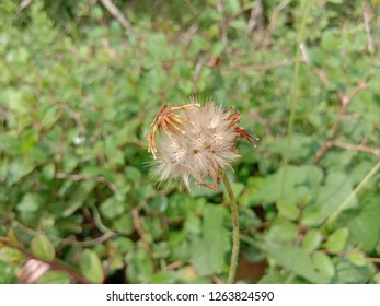 Anemophily Plant Spread Seeds By Air