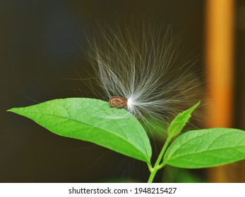 Anemophily - Seed Dispersal By Wind. A Seed Of Calotropis Sitting On A Leaf With The Help Of Its Hairs. 