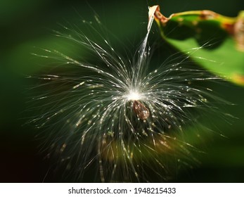 Anemophily - Seed Dispersal By Wind. A Seed Of Calotropis Sitting On A Leaf With The Help Of Its Hairs. 