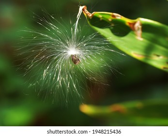 Anemophily - Seed Dispersal By Wind. A Seed Of Calotropis Sitting On A Leaf With The Help Of Its Hairs. 