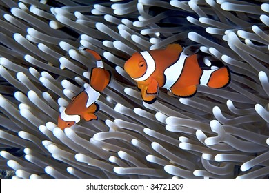 Anenomefish. Great Barrier Reef, Australia.