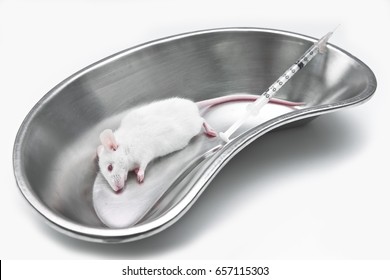 An Anesthesia Mice In Stainless Medical Tray For Animal Experiment