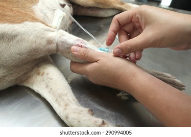 Anesthesia Through Anesthetic Syringe Before Veterinary Surgery