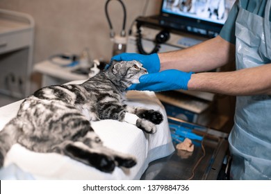 Anesthesiologist Prepares A Cat For Surgery. Pet Surgery. Pet Surgery.