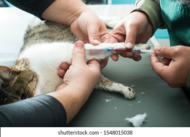 Anesthetized cat in a veterinary room. Blood test on intoxicated cat. Concept for animal health care. 