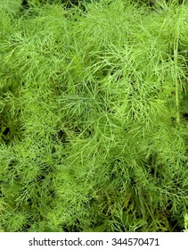 Anethum, Graveolens; Dill