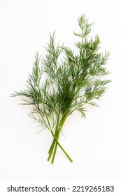 Anethum Graveolens Dill Fresh Herb