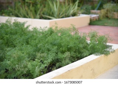 Anethum Graveolens: Dill Grows In The Garden Of Herbs