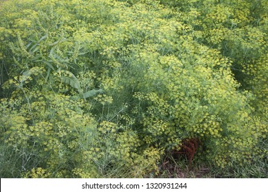 Anethum Graveolens Field Close Up