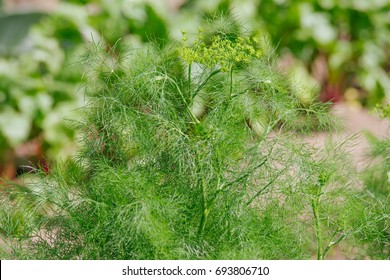 Anethum Graveolens Growing In Garden