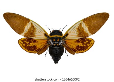 Anganiana Flordula Cicada Flying Insect. Wings And Antennae Of A Flying Insect. The World Of Wildlife.