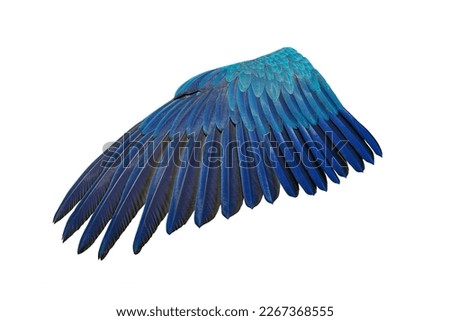Angel  blue and gold macaw wing isolated on white background. This has clipping path.