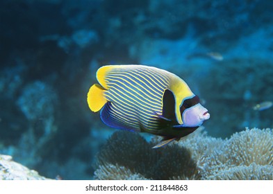 Angel Fish