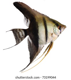 Angel Fish