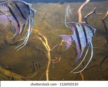 Amazon River Fish Images Stock Photos Vectors Shutterstock