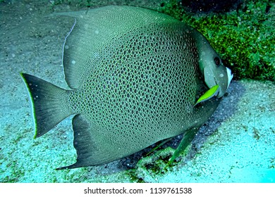 Angel fish beauty seen while scuba diving in Nassau, Bahamas