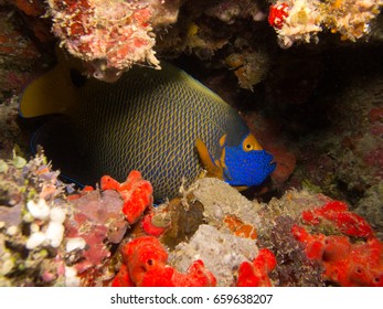 Angel Fish Hiding Inside A Cave