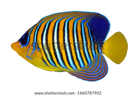 Angel fish, Royal angelfish, Pygoplites diacanthus  in tropical coral reef isolated on white background                               