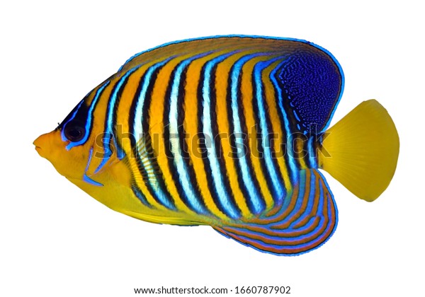 Angel Fish Royal Angelfish Pygoplites Diacanthus Stock Photo (Edit Now ...