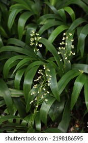 Angel Hands Or Dove Tail (Xiphidium Caeruleum) Garden Plant Native To Mexico And Bolivia