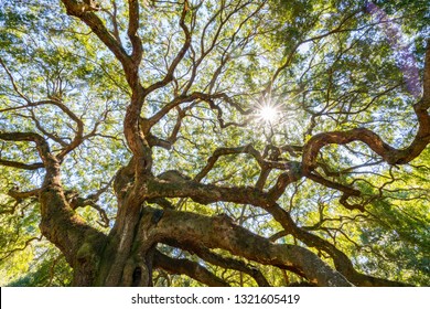 Angel Oak Live Oak Tree in Johns Island, Charleston, South Carolina