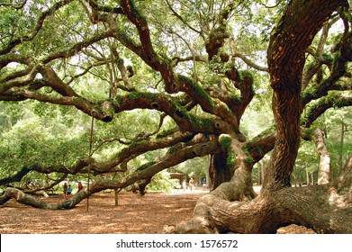 The Angel Oak on John's Island, SC
