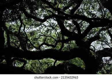 Angel Oak Tree Branch Haven Silhouette