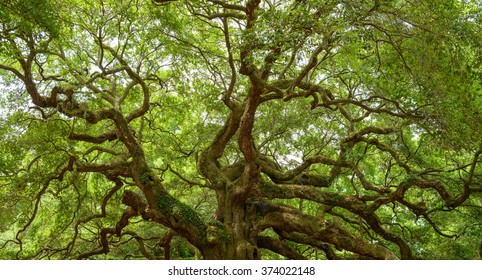 Angel Oak Tree - Full view of the Angel Oak Tree, on Johns Island near Charleston, South Carolina.