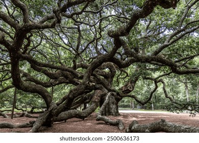 Angel Oak Tree, largest live oak east of the Mississippi river and tourist attraction to Charleston, South Carolina - Powered by Shutterstock