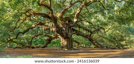 Angel Oak Tree of Life, the 1400-year-old Angel Oak tree of South Carolina