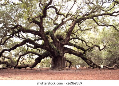 Angel Oak tree, oldest tree in the US