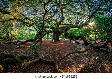 Angel Oak Tree on John's Island South Carolina