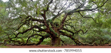Angel Oak tree on St. Johns Island near Charleston, SC