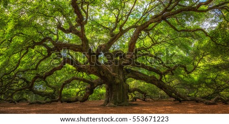 Angel Oak Tree Panorama 