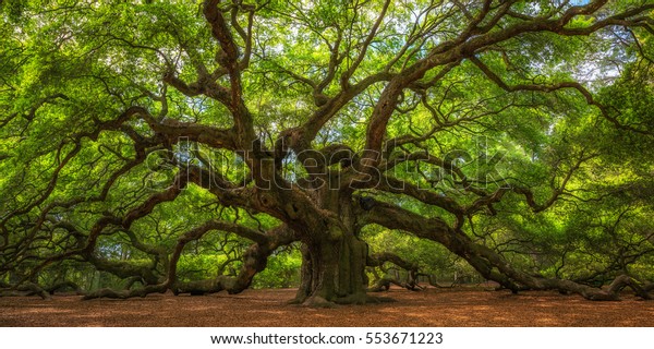 Angel Oak Tree Panorama\
