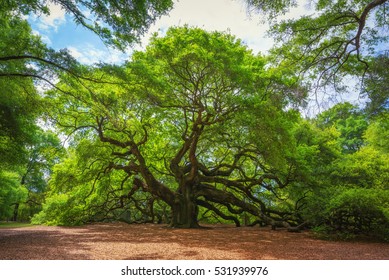 Angel Oak Tree in South Carolina