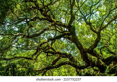 Angel Oak Tree. This beauty is estimated to be over 300 years old. The Oak Tree stands over 65 feet tall and has a circumference of 25.5 feet. 