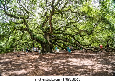 The Angel Oak Tree/Johns Island, South Carolina: August 3, 2017 - Found Near Downtown Charleston, This Historic Landmark Is One Of The Oldest Living Oak Trees East Of The Mississippi River.