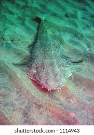 Angel Shark